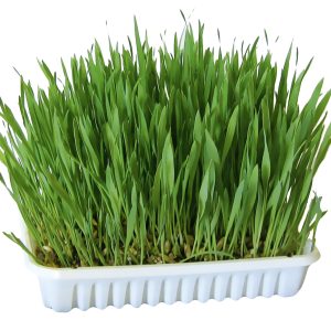 100g Jyrsijänruoho pieneläimille